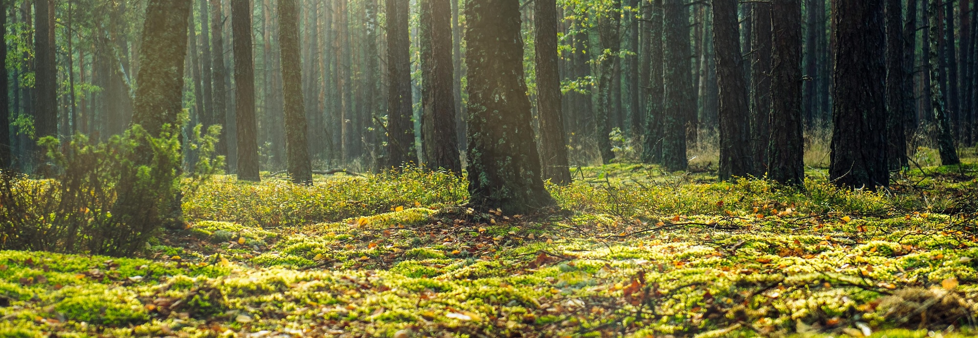 Forest